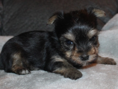 Teacup male #2 Yorkshire Terrier