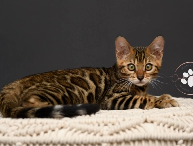 Dublin Bengal