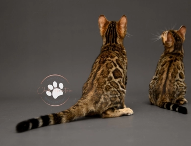 Dublin Bengal