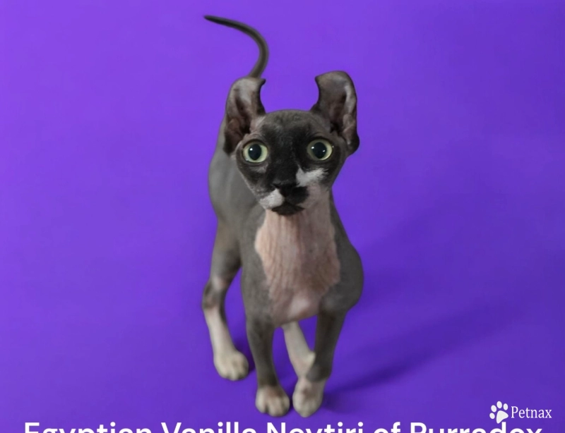 Neytiri Sphynx