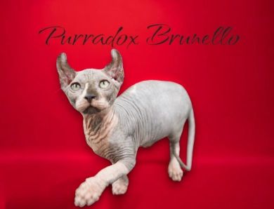 Purradox Brunello Sphynx