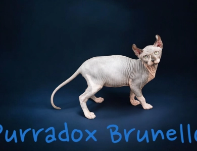 Purradox Brunello Sphynx