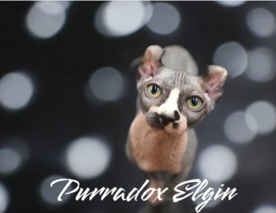 Purradox Elgin Sphynx