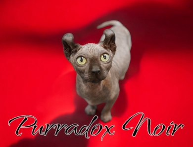 Purradox Noir Sphynx