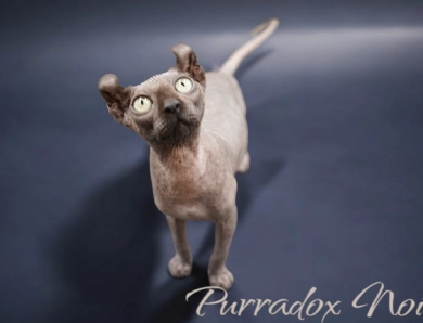 Purradox Noir Sphynx