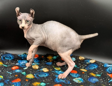 Purradox Stark Sphynx