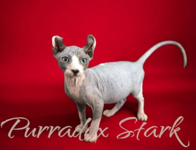 Purradox Stark Sphynx