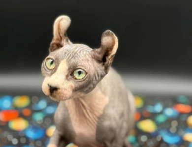 Purradox Stark Sphynx