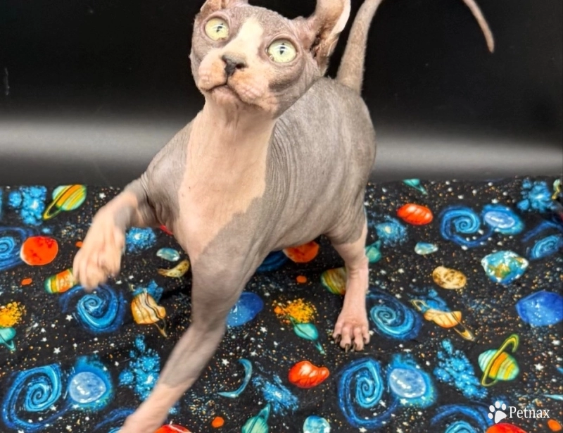 Purradox Stark Sphynx