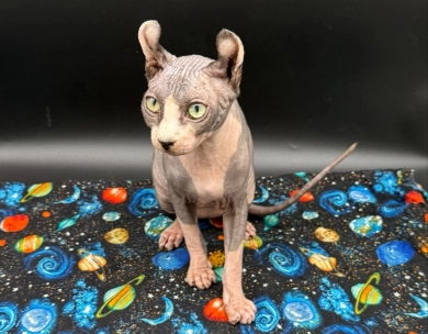 Purradox Stark Sphynx