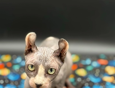 Purradox Stark Sphynx