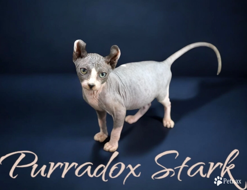 Purradox Stark Sphynx