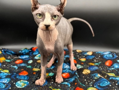 Purradox Stark Sphynx