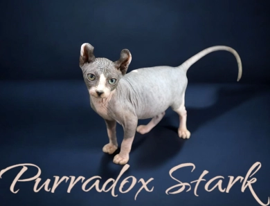 Purradox Stark Sphynx