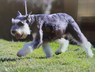 Rose Lane Schnauzers