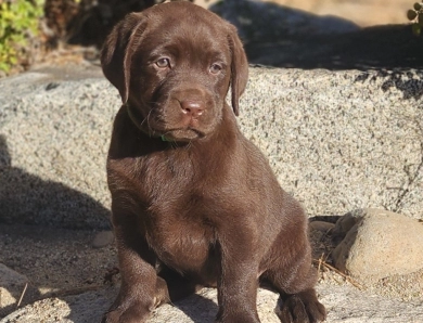 AKC English Chocolate Labrador Retriever