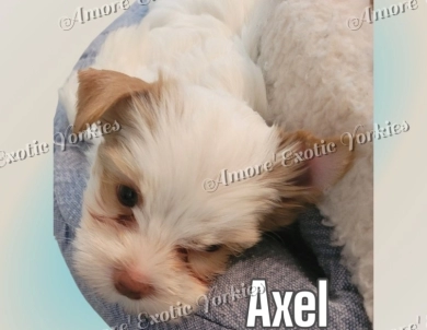 Axel Yorkshire Terrier