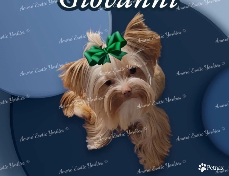 Giovanni Yorkshire Terrier