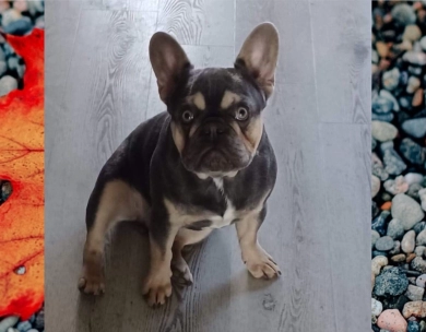 Ohgheesy French Bulldog