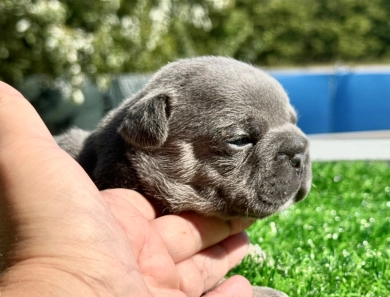 Lilac & Tan French Bulldog