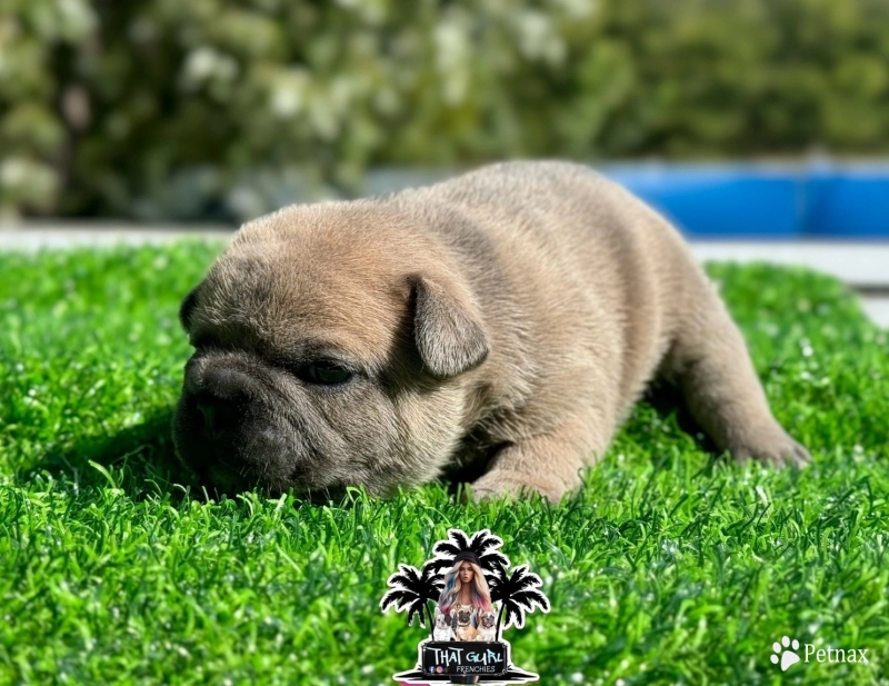 Lilac Fawn Male French Bulldog