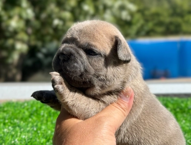 Lilac Fawn Male French Bulldog