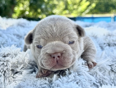 Isabella French Bulldog