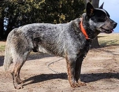 Creek Views Cowco's Ace in the Hole Australian Cattle Dog