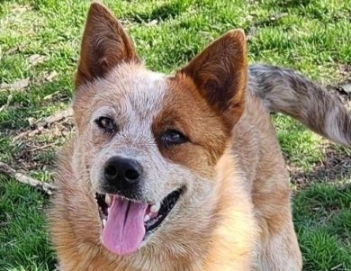 Triple M's Wallaby A Rosette Winner Australian Cattle Dog