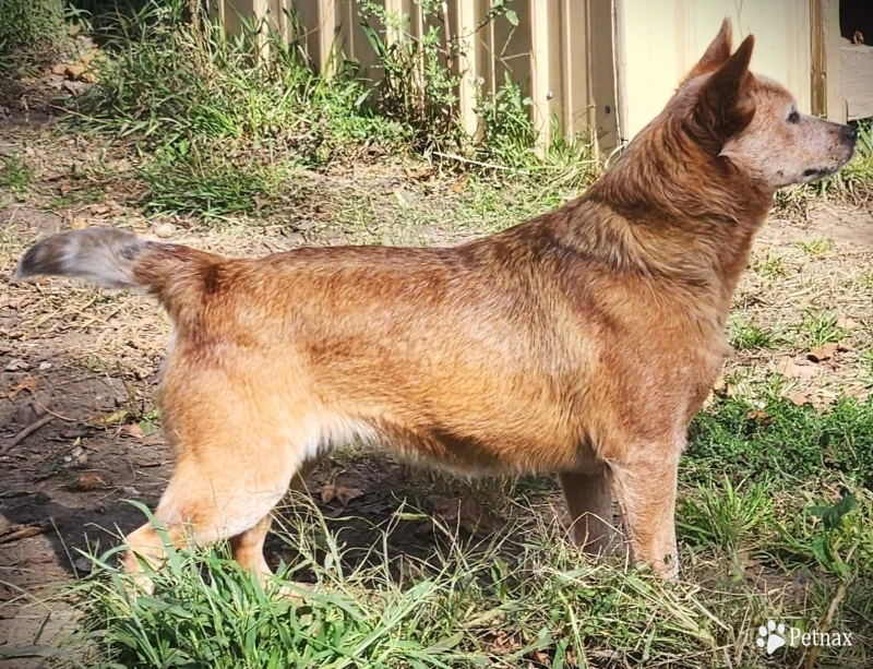 Triple M's Wallaby A Rosette Winner Australian Cattle Dog