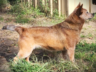 Triple M's Wallaby A Rosette Winner Australian Cattle Dog