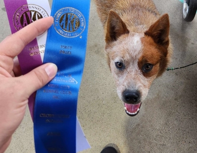 Triple M's Wallaby A Rosette Winner Australian Cattle Dog