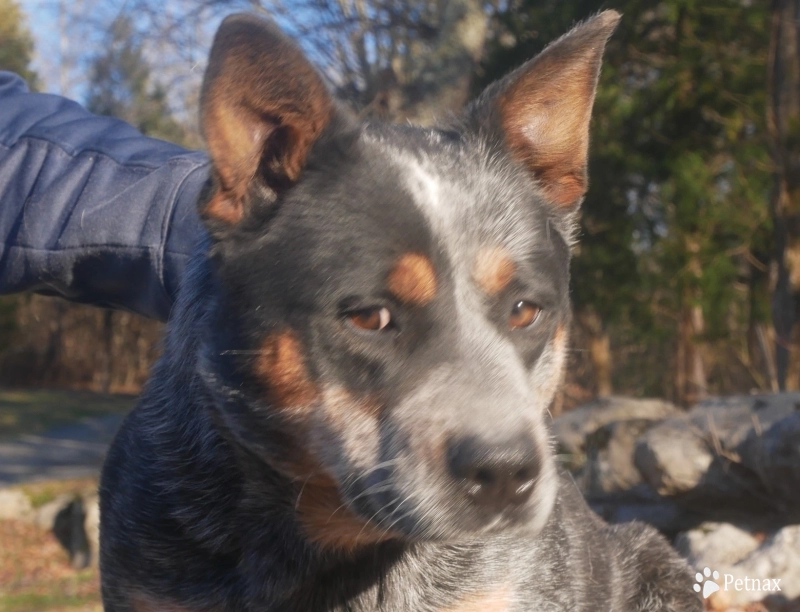 4 Hills Honesty at BVB Farms Australian Cattle Dog