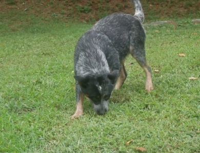 4 Hills Honesty at BVB Farms Australian Cattle Dog