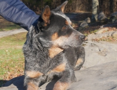 4 Hills Honesty at BVB Farms Australian Cattle Dog