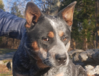 4 Hills Honesty at BVB Farms Australian Cattle Dog