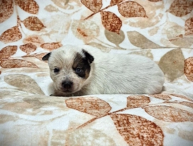 Pluto Australian Cattle Dog