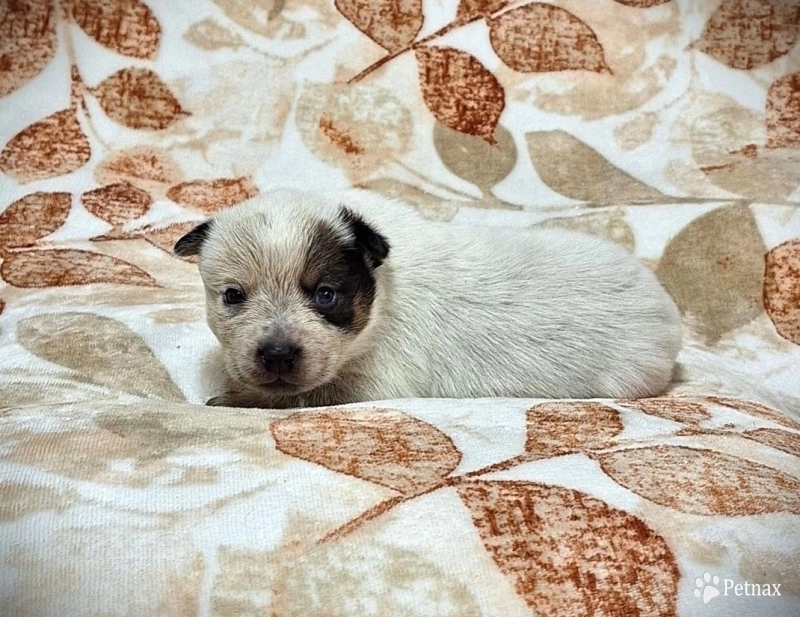 Pluto Australian Cattle Dog