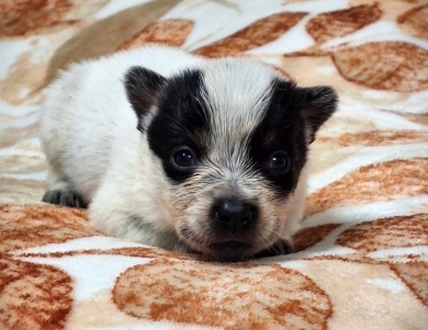 Saturn Australian Cattle Dog