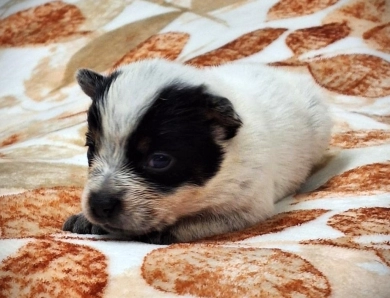 Saturn Australian Cattle Dog