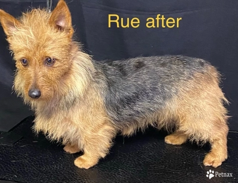 Rue Australian Terrier