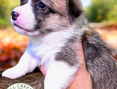 AKC ARYA Pembroke Welsh Corgi