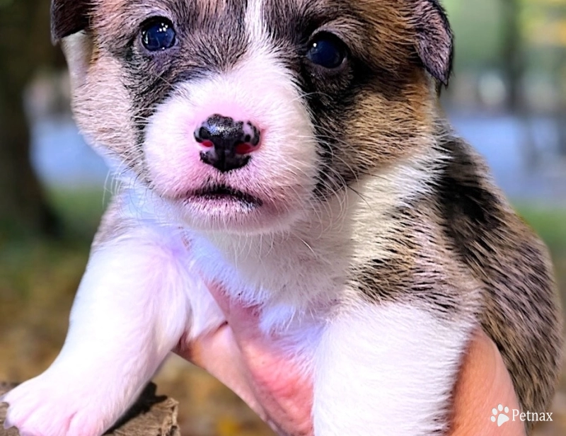 AKC ARYA Pembroke Welsh Corgi