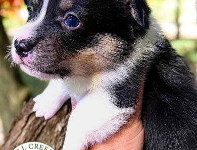 AKC KHAL Pembroke Welsh Corgi