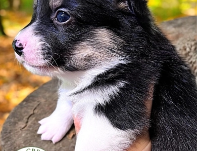 AKC BRAN Pembroke Welsh Corgi