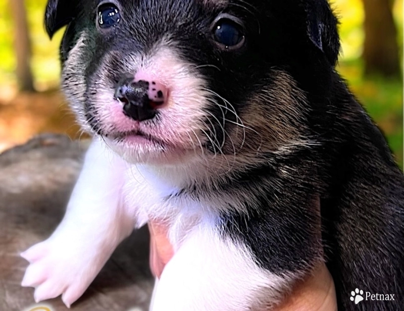 AKC BRAN Pembroke Welsh Corgi