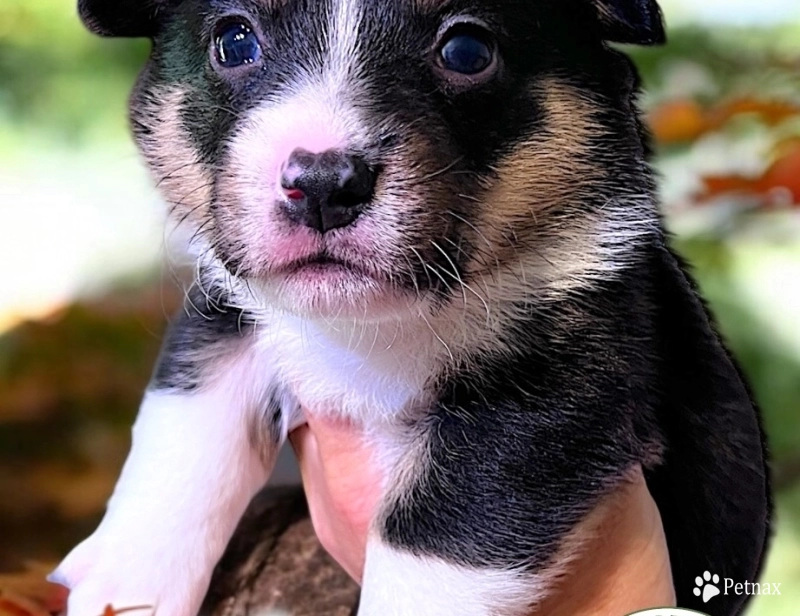 AKC JON Pembroke Welsh Corgi