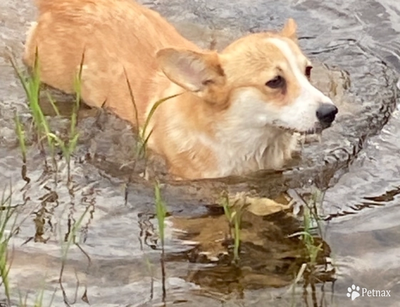 Juno Pembroke Welsh Corgi