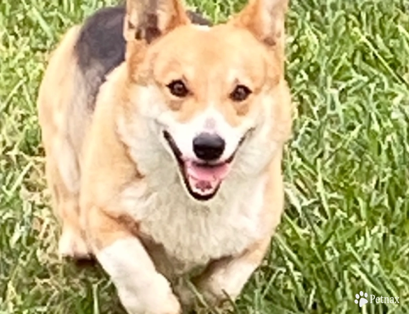 Cash Pembroke Welsh Corgi