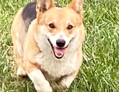 Cash Pembroke Welsh Corgi